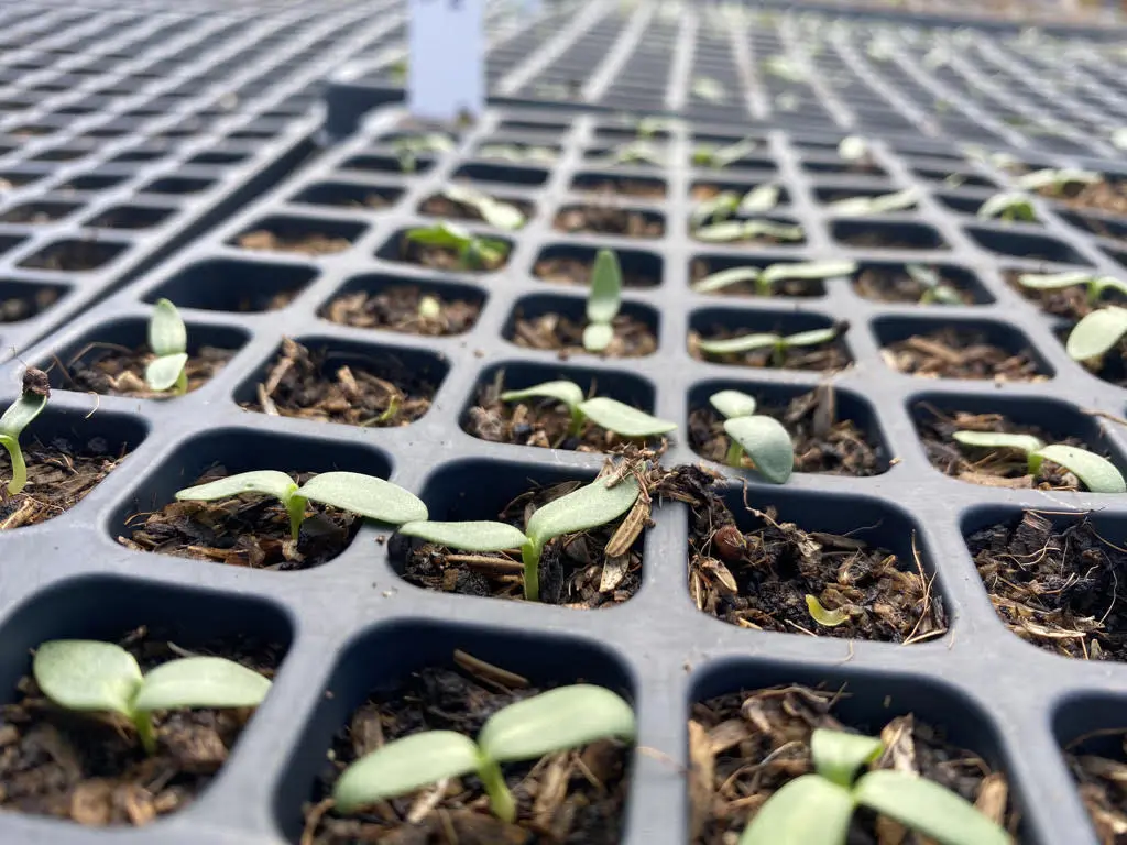 good-germination-year Positive germination
