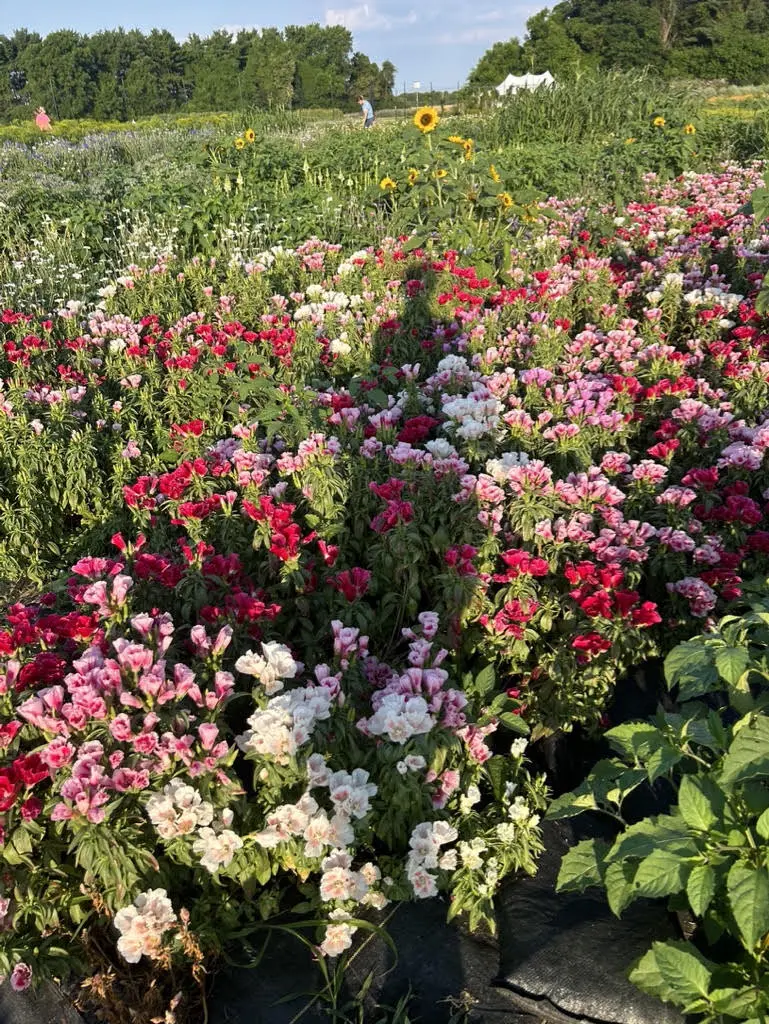 grew-more-flowers Bountiful harvest at Wildly Native Flower Farm: a field full of blooming flowers in 2024