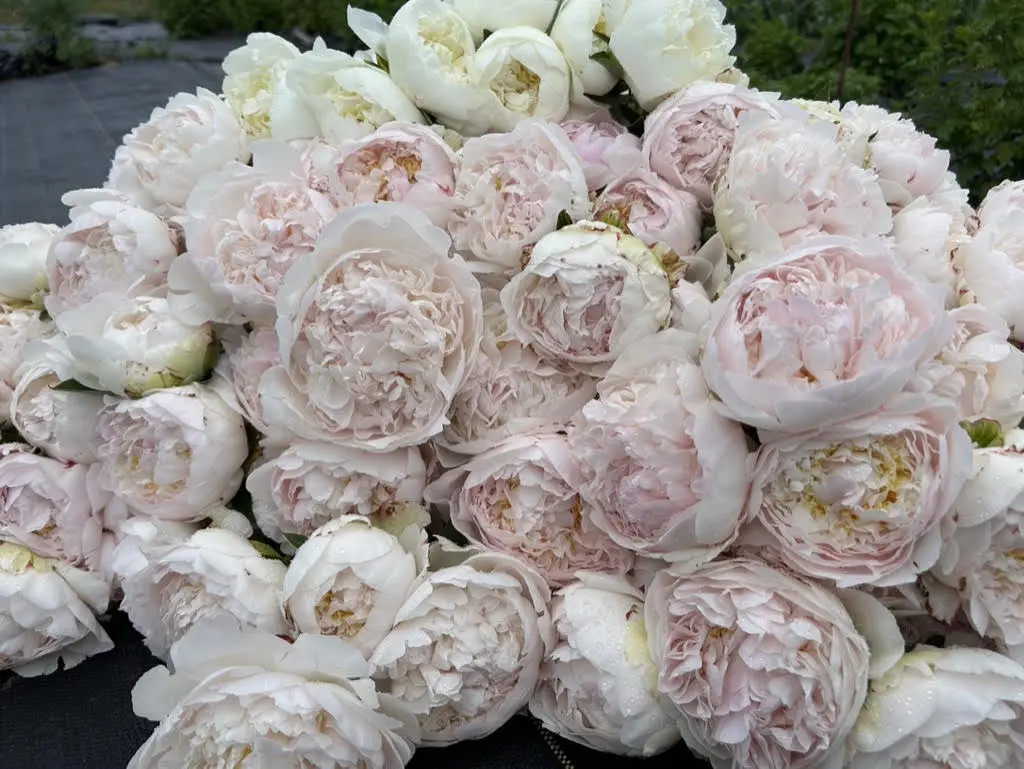 largest-peony-harvest-yet Up close view of pastel pink peonies