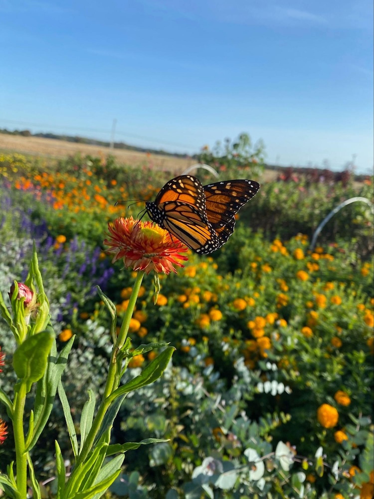 Monarch Butterfly on Strawflower