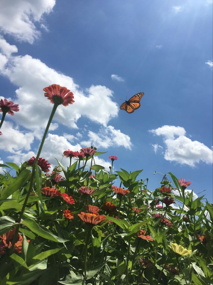 Monarch butterfly flying towards a Zinnia flower at Wildly Native Flower Farm