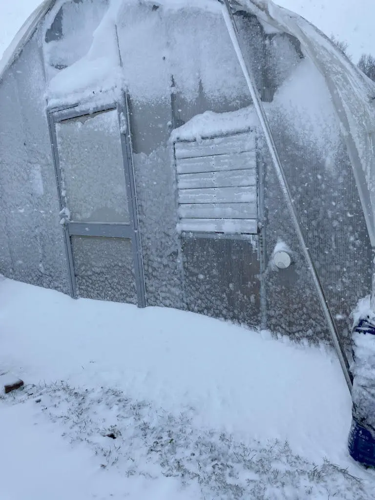 snow Snow on the hoop house at Wildly Native Flower Farm in 2021