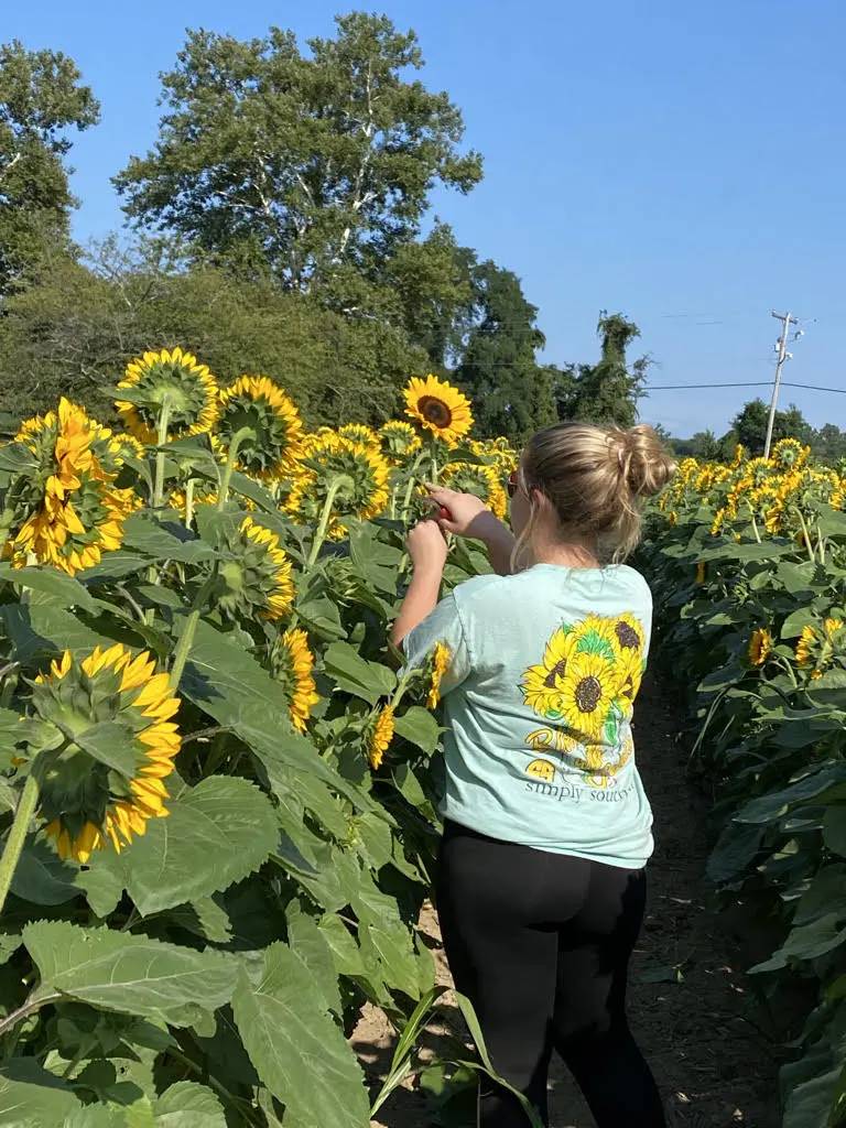 sunflowers Growing lots of sunflowers at Wildly Native flower farm in 2021