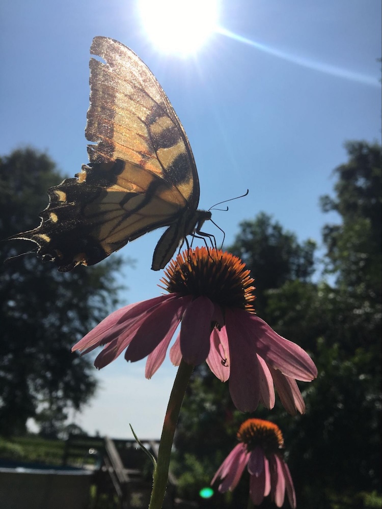 Swallowtail butterfly landing on a coneflower at Wildly Native Flower Farm