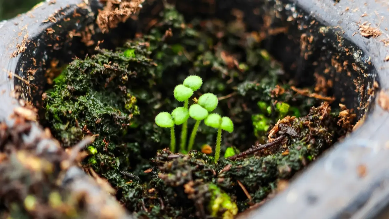A view up close of a plant germinating in a seed pod at Wildly Native Flower Farm