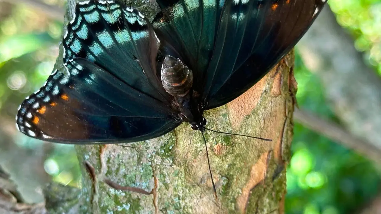 Up close view of a butterfly