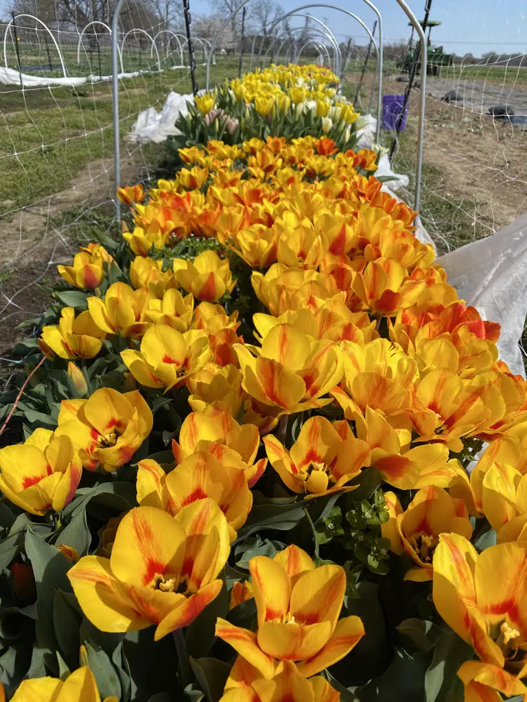 tulips-in-hoop-house-2021 Up close of tulips growing in the hoop house in 2021