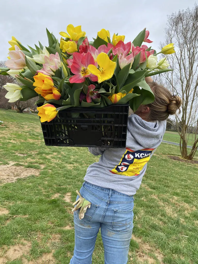 tulips-over-shoulder-2021 Carrying a box of tulips over the shoulder