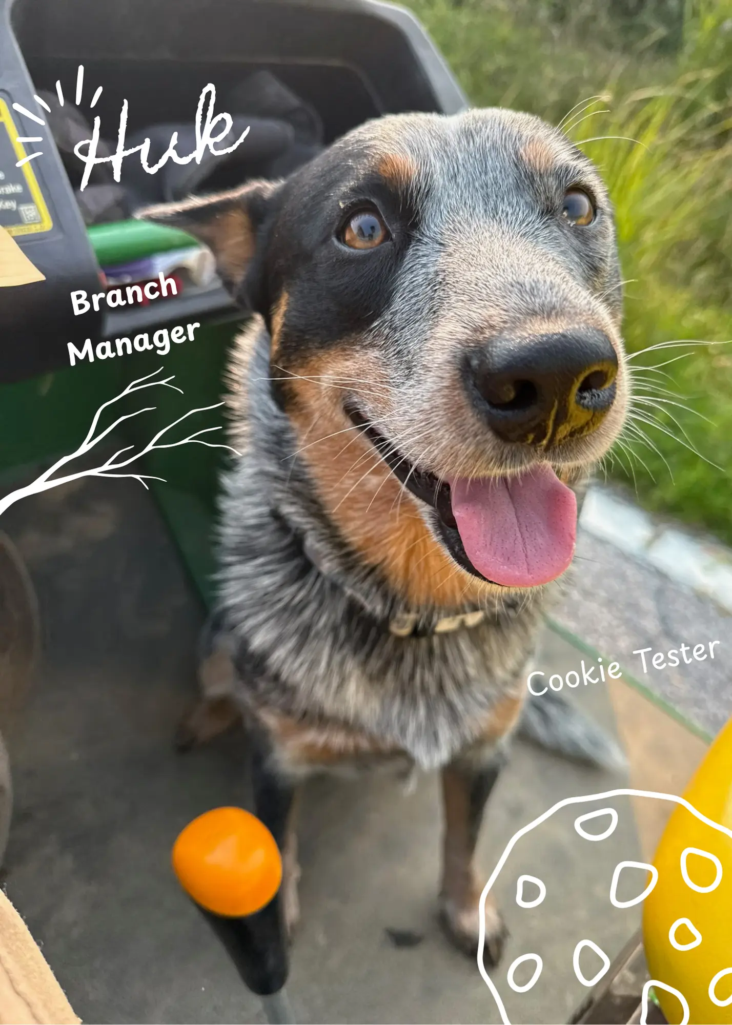 Huk, dog