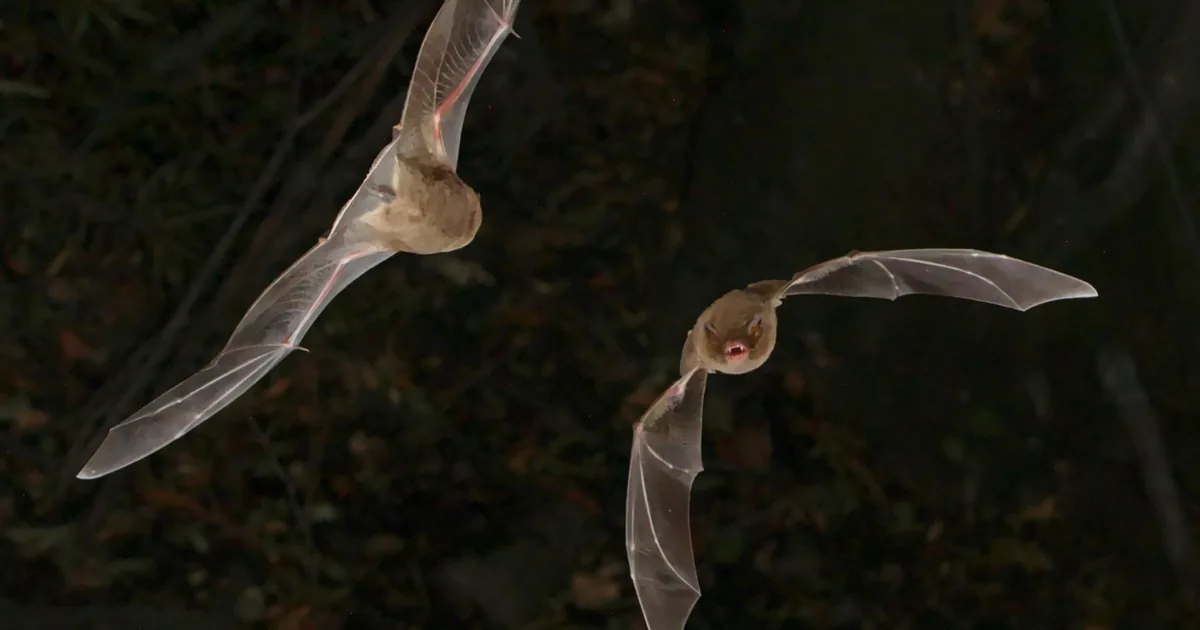 Two small brown bats flying at night with their wings spread