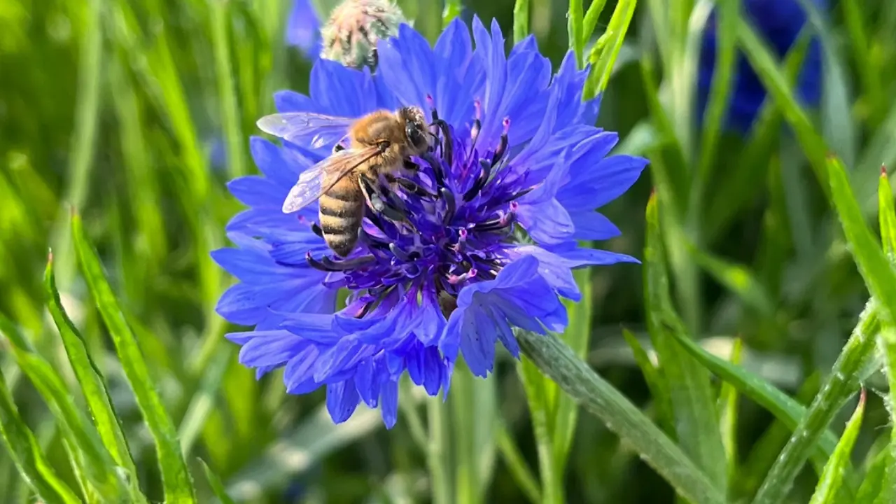 Episode 135: Can We Make Bees Pesticide-Proof? The Science That Could Change Pollinator Protection